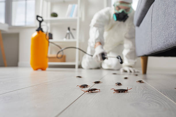 Commercial Rodent Management in White Sulphur Springs